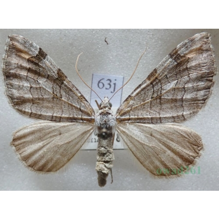 Aplocera plagiata (Linnaeus, 1758) Niekrocz dziurawczak Czech63j